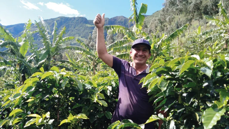 Mann mit Schirmmütze steht zwischen Kaffeepflanzen und zeigt "Daumen hoch", im Hintergrund hohes Gebirge.