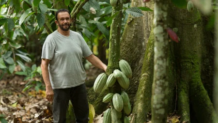 Mann im T-Shirt steht in einer Kakaoplantage und blickt in die Kamera. Neben ihm h&auml;ngen gro&szlig;e Kakaoschoten