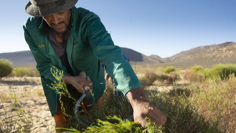 Mann arbeitet mit einer Sichel auf einem Rooibos-Feld.