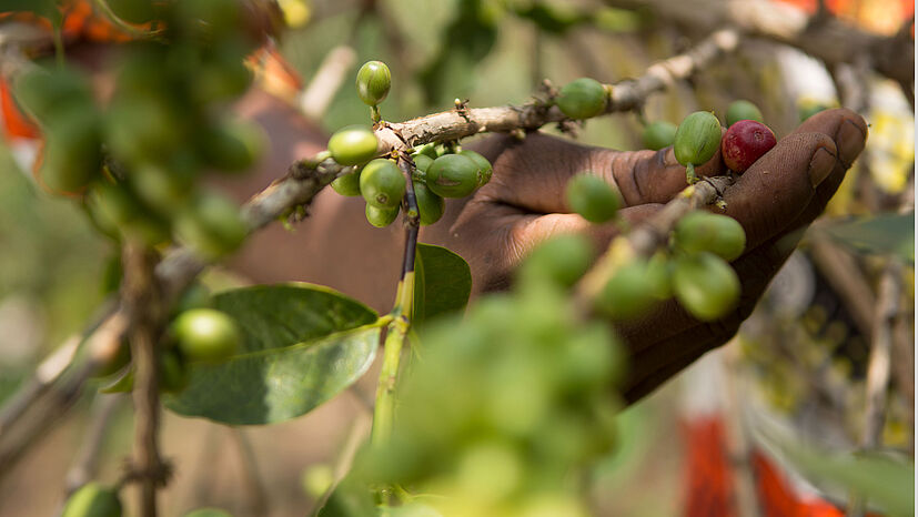 „Ich habe mich ganz bewusst für den Bio-Anbau entschieden: Der entspricht ziemlich genau dem, wie wir früher Kaffee produziert haben. Als wir dann konventionell anbauten, war der Kaffee einfach nicht mehr so gut und ich wollte zurück zum Ursprung. Bio-Anbau ist besser für meine Gesundheit. Außerdem würde der künstliche Dünger den Boden kaputt machen.“