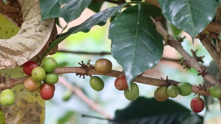 Symbolbild von Kaffeekirschen am Baum.