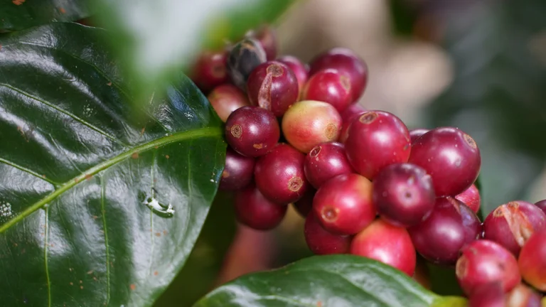 Nahaufnahme von roten Kaffeekirschen an einem Strauch