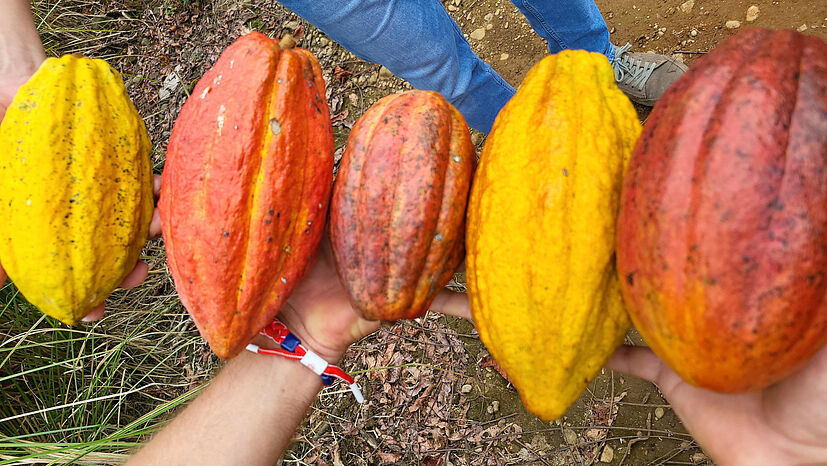 Die Vielfalt der Kakaoschoten auf der Musterfarm