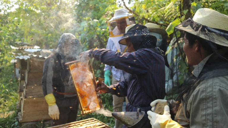 Gruppe von Imkern in Schutzkleidung an einem Bienenstock im Wald. Einer hält einen Smoker, ein anderer einen Rahmen mit Bienenwaben.