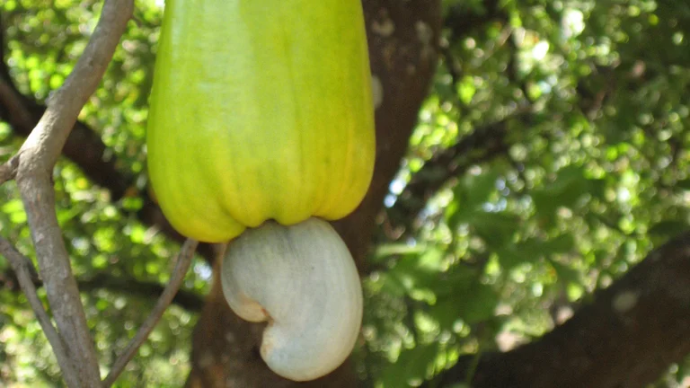 Nahaufnahme einer Cashewnuss am Baum