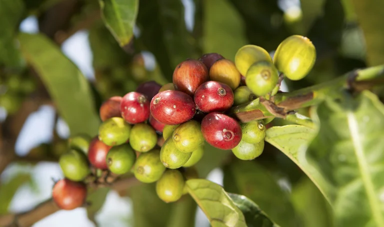 Kaffeekirschen am Baum, unterschiedlich reif, umgeben von Blättern.