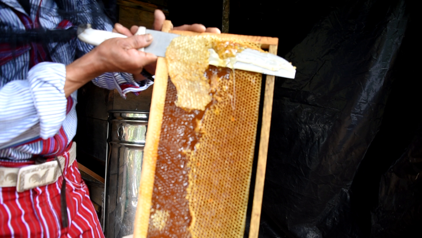 Wenn die Waben mit einer Wachsschicht bedeckt sind, ist der Honig darin reif und es ist Zeit zu ernten.| Foto: GEPA – The Fair Trade Company / Nova TV Guatemala