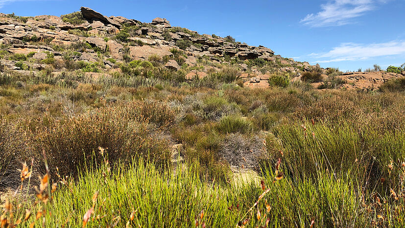 Rooibos-Pflanzen bei der Kooperative Heiveld in Südafrika. Die Mitglieder haben mit den Folgen der Klimakrise zu kämpfen. Dazu Zelda Beukes: „Mit Blick auf die Zukunft werden wir noch viel mehr tun müssen, um uns an den Klimawandel anzupassen.“