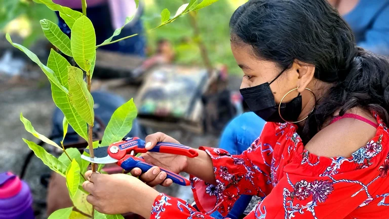Eine Arbeiterin schneidet mit einer Gartenschere Teile einer Cashewpflanze ab.