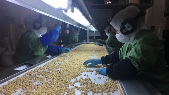 Frauen in Schutzkleidung sortieren N&uuml;sse auf einem Flie&szlig;band von Hand.