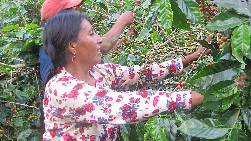 Die Bohnen für unsere GEPA Café Raritäten sind Fair Trade, handverlesen, sonnengetrocknet und damit besonders hochwertig.