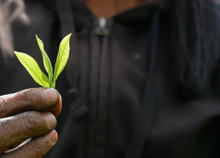 Nahaufnahme Teebl&auml;tter, die in der Hand gehalten werden.