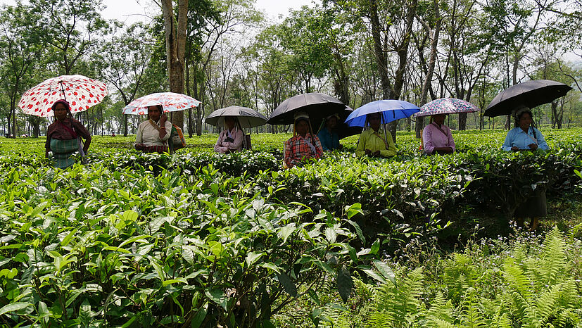 Ich habe durch die Reise noch mehr Respekt vor dieser harten körperlichen Arbeit der Teepflückerinnen, die bei tropischen Temperaturen den ganzen Tag im Teefeld arbeiten. 