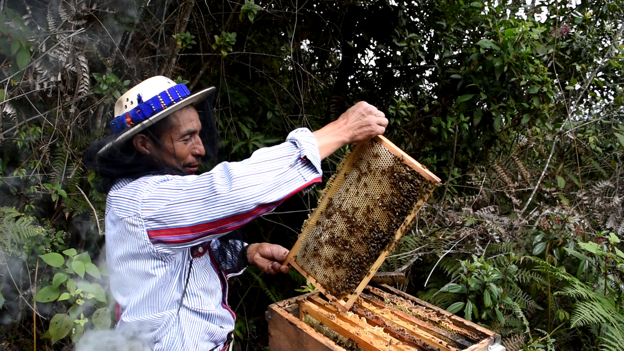 Macario Gerónimo Martin begutachtet die Waben, die seine Bienen in Holzrahmen gebaut haben. | Foto: GEPA – The Fair Trade Company / Nova TV Guatemala 