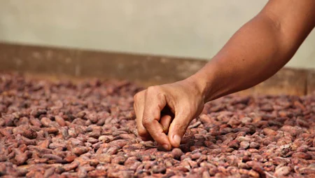 Hand sammelt eine Kakaobohne aus einer gro&szlig;en Menge ausgelegter Bohnen auf.