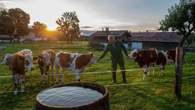 Bauer mit sechs Kühen auf der Weide in der Abendsonne