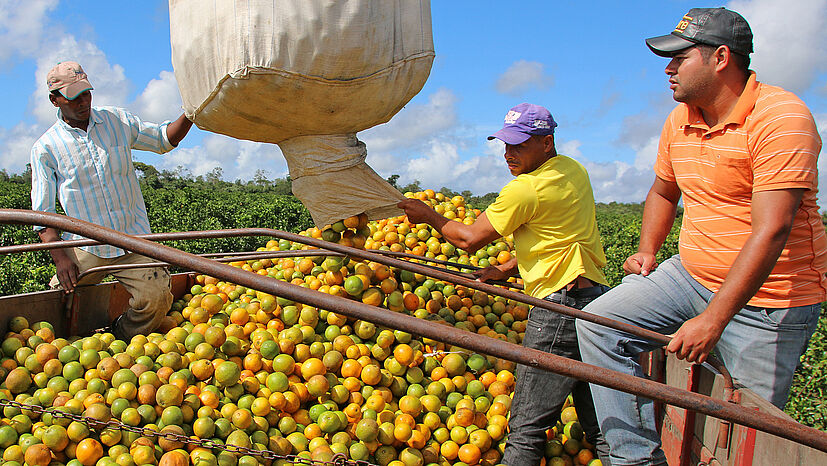 Antônio Leopoldino de Santana Reis jr. und sein Vater verladen die Orangen in großen Säcken per Ladekran auf den LKW. Die LKW mit Orangen fahren zur Zentrale von COOPEALNOR in Rio Real.