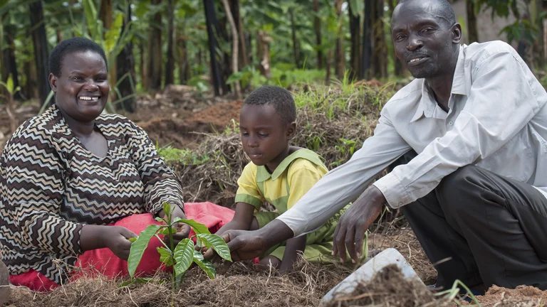 Nagasha, Mann und kleine Enkelin pflanzen Setzling in ein Beet.