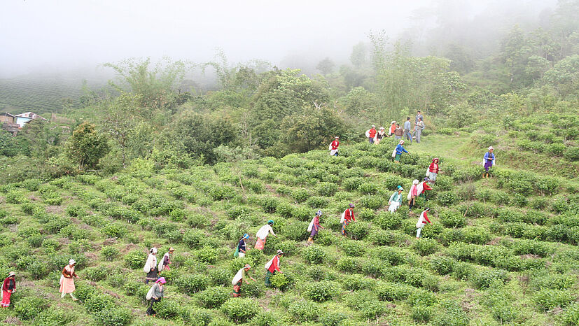 Darjeeling: In Höhen von bis zu 2.000 Metern pflücken die Teearbeiterinnen bei TPI die Teeblätter im Bio-Teegarten Samabeong von Hand. 