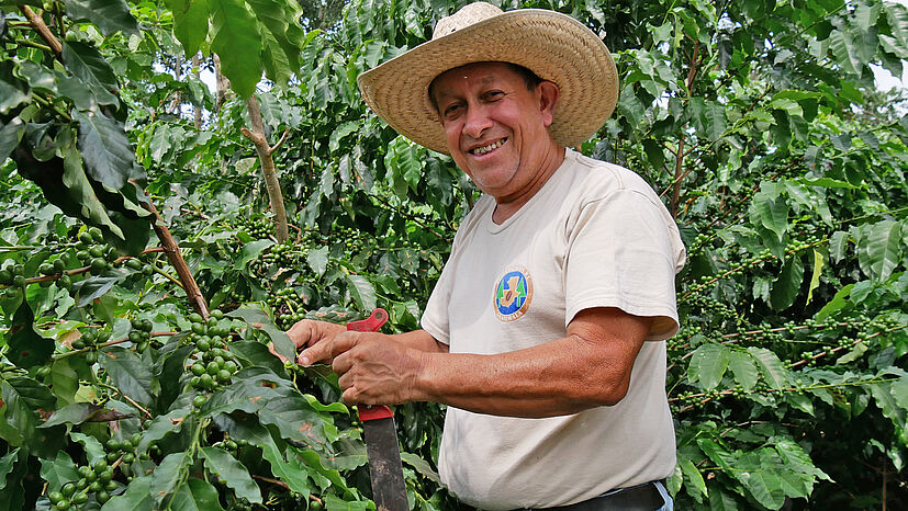 Die Produzenten der Genossenschaft San Pablo, die zum Kooperativen-Dachverband FEDECOCAGUA gehört, ernten von September bis November die Kaffeekirschen. Auf dem Foto sind sie noch grün, wirklich geerntet werden sie jedoch erst, wenn die Kirschen reif und rot sind. Auf Grund der Höhenunterschiede zwischen 1.000 und 1.600 Metern kann die Erntezeit in einigen Anbaugebieten auch mal bis Ende Dezember dauern.