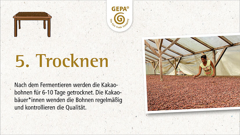 Nach dem Fermentieren werden die Kakaobohnen für sechs bis zehn Tage getrocknet. Die Kakaobäuer*innen werden die Bohnen regelmäßig und kontrollieren die Qualität.