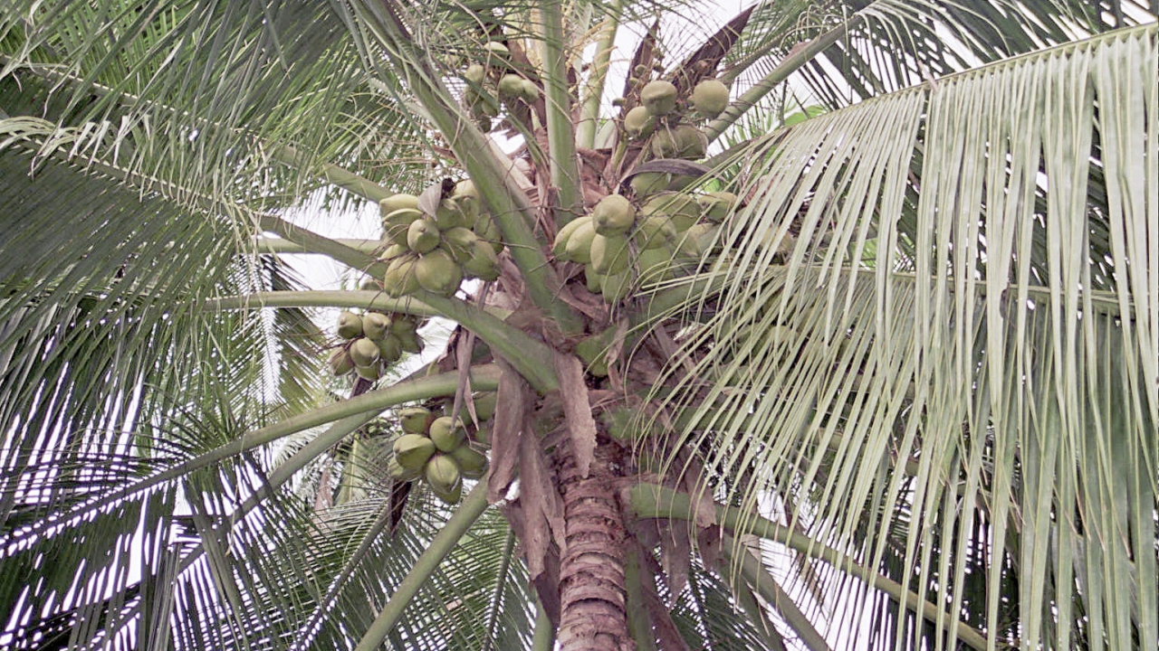Auch die Kokosnüsse für die Kokosmilch stammen von Kleinbauern. Unser Partner Ma’s Tropical Foods in Sri Lanka bezieht sie aus der Umgebung.